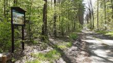 Zasady bezpiecznego i etycznego korzystania z lasu
